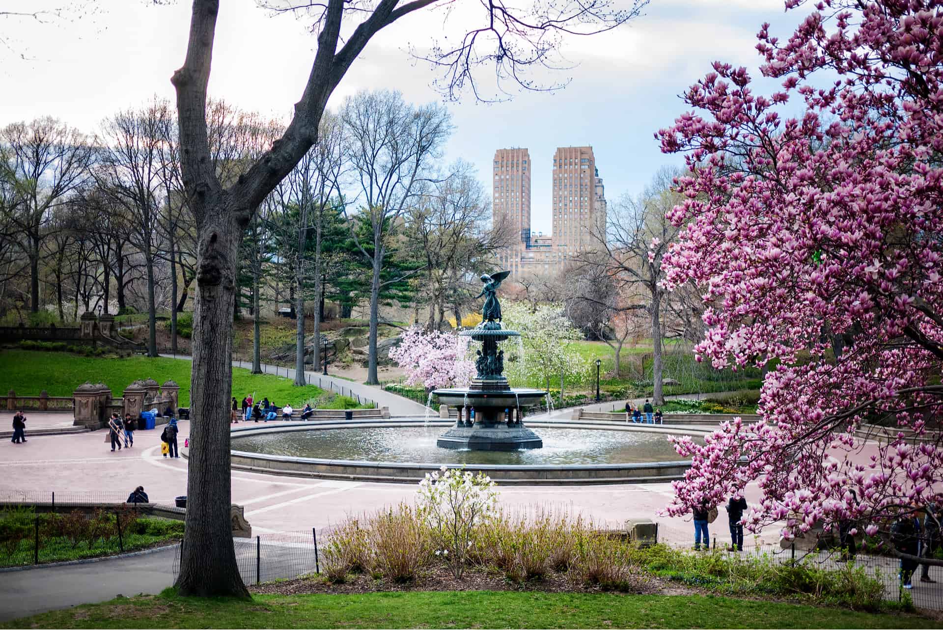 admirer cherry blossoms new york