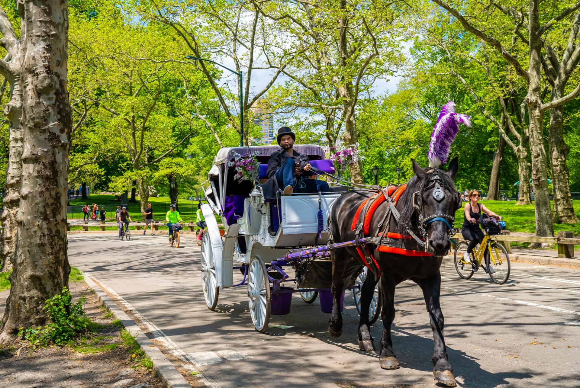 central park caleche