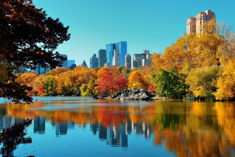 new york automne