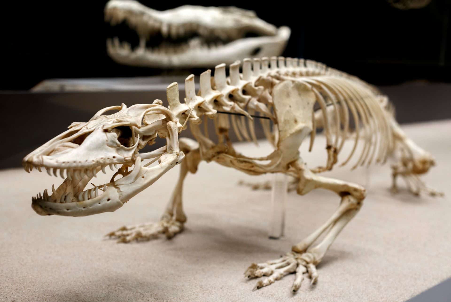 american museum of natural history fossil hall