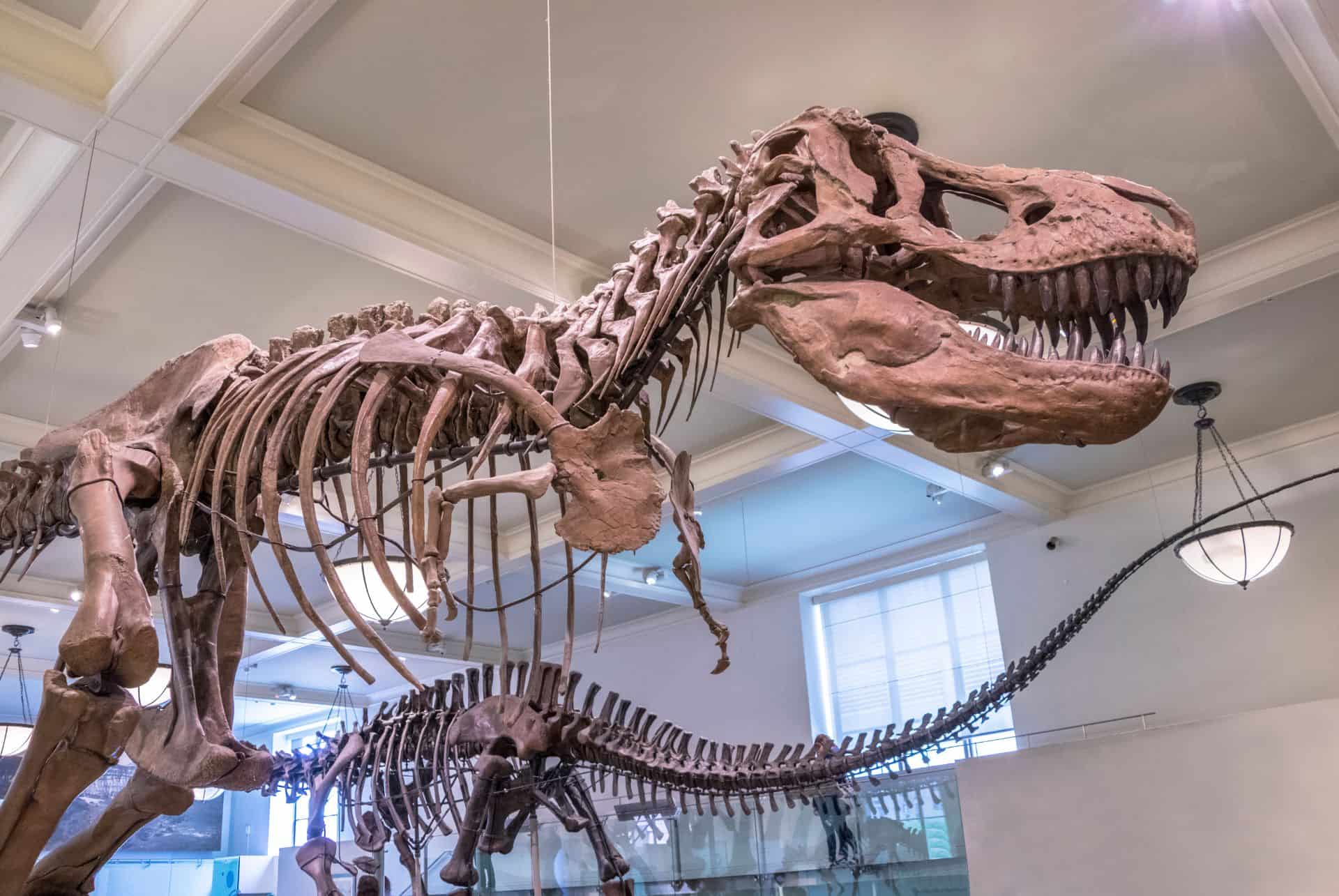 fossil halls musee histoire naturelle new york