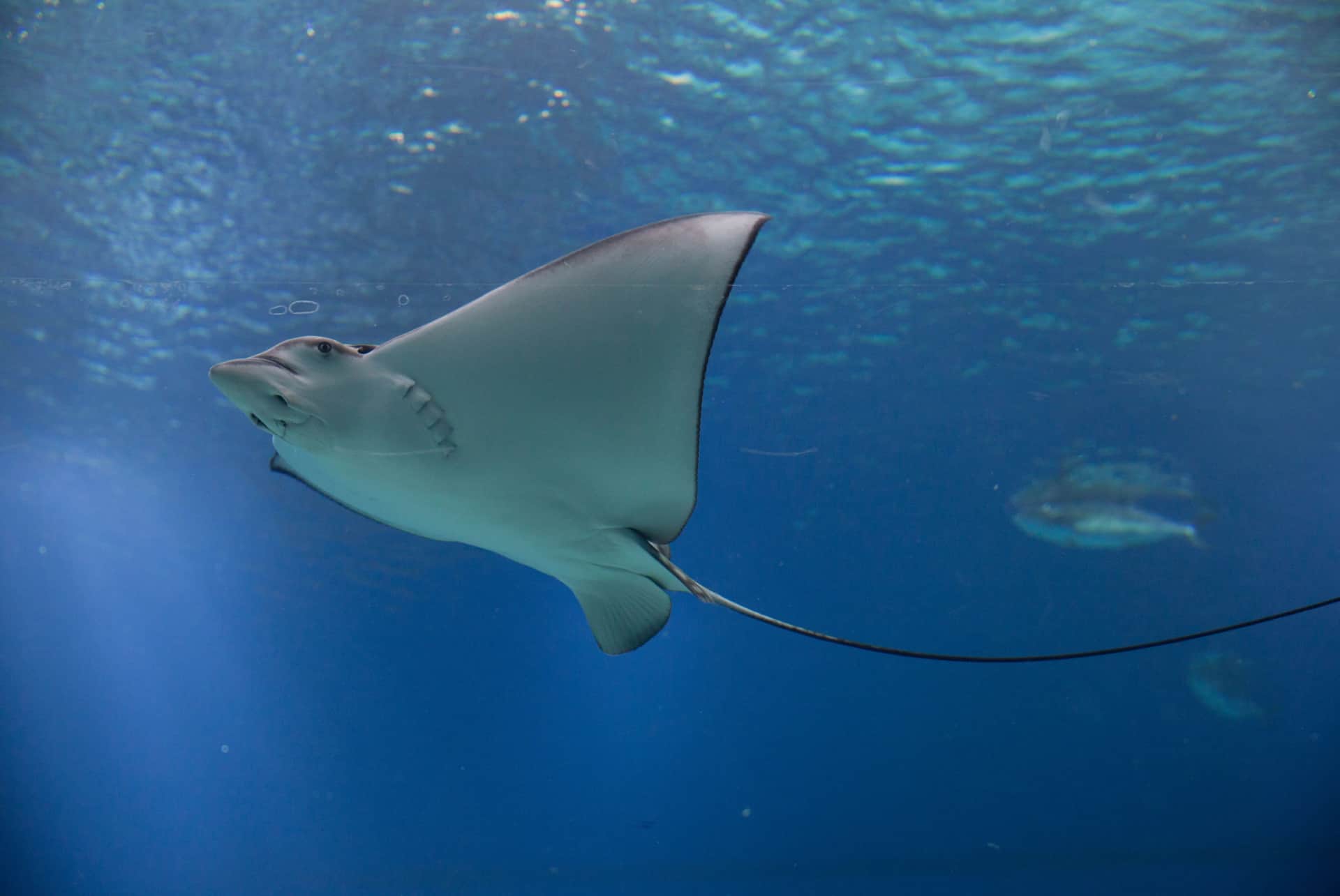 long island aquarium