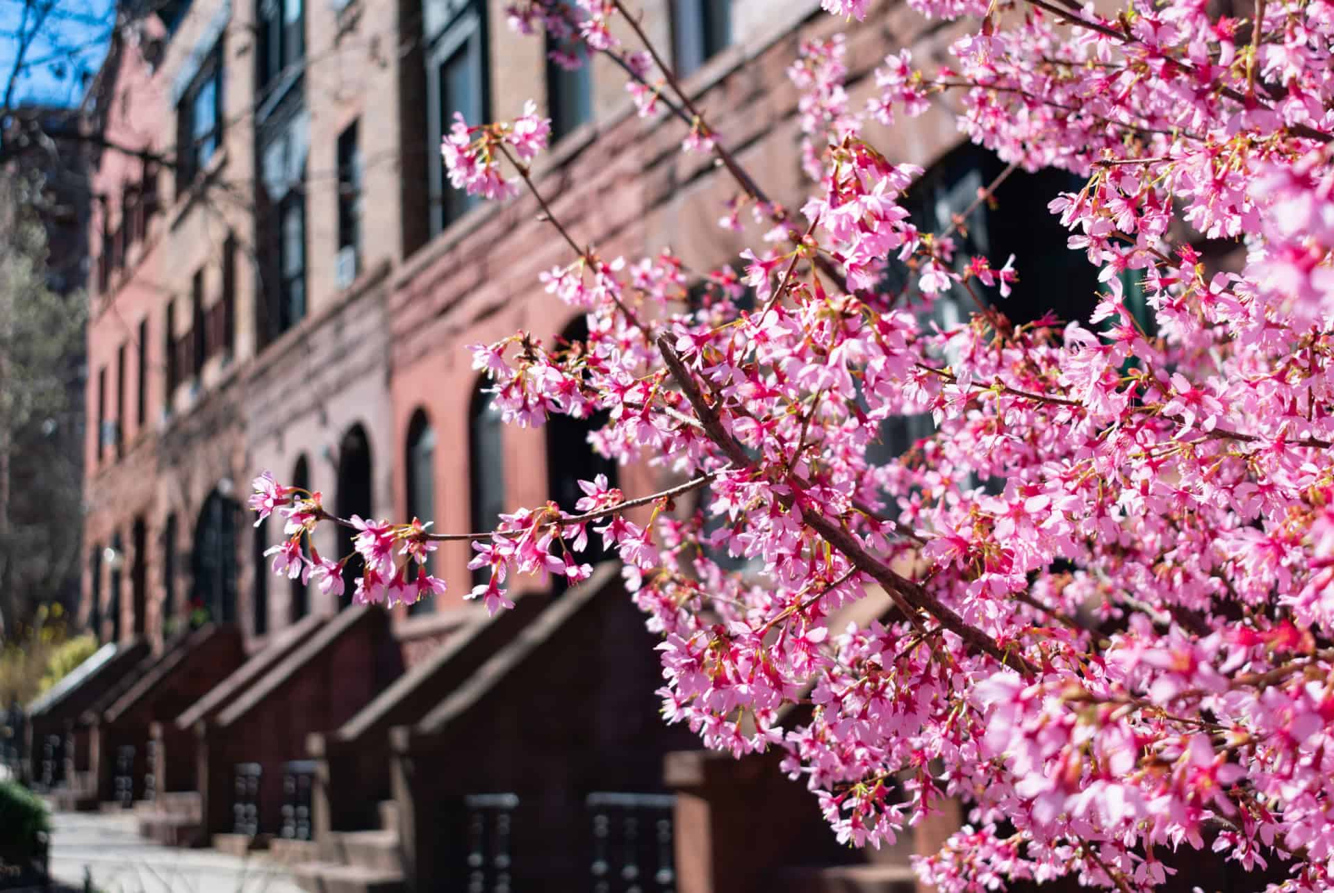visiter new york au printemps