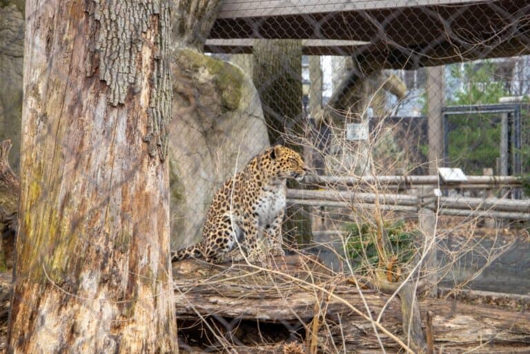 Le Zoo de Staten Island