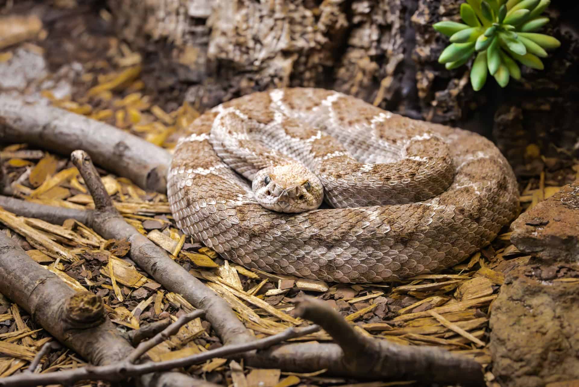 serpent a sonnette zoo staten island