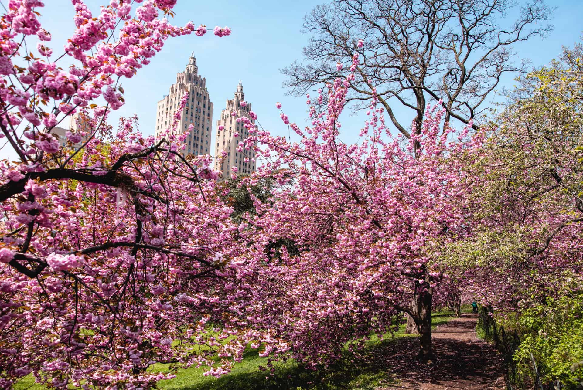 central park cerisiers en fleurs