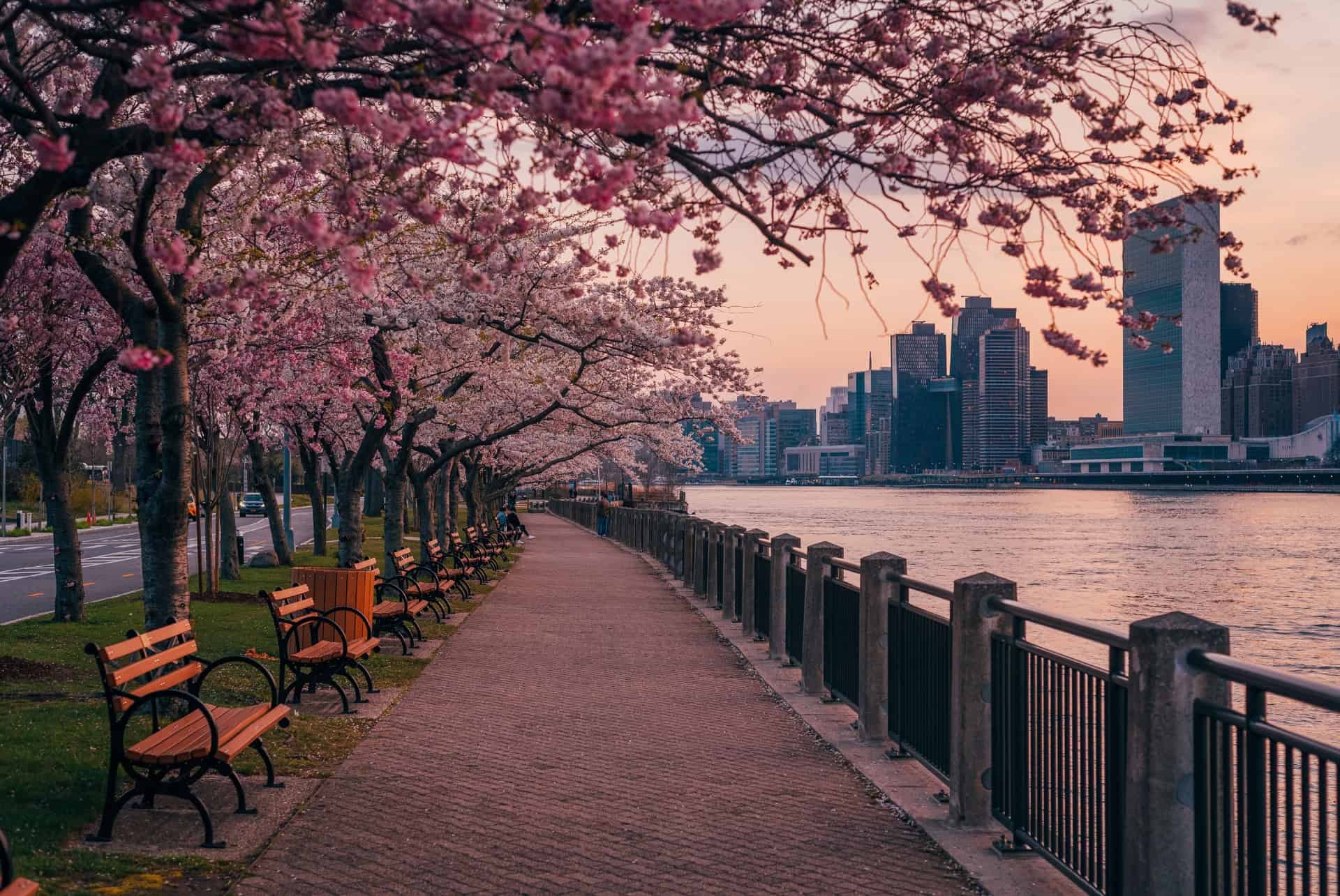 roosevelt island cerisiers en fleurs